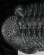 Top Quality Spiny Drotops Armatus Trilobite - #22122-3